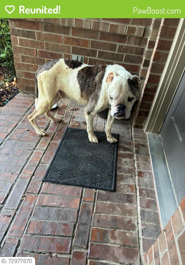 Reunited Male Dog last seen Mayflower & Capitol Lane, Frisco, TX 75034