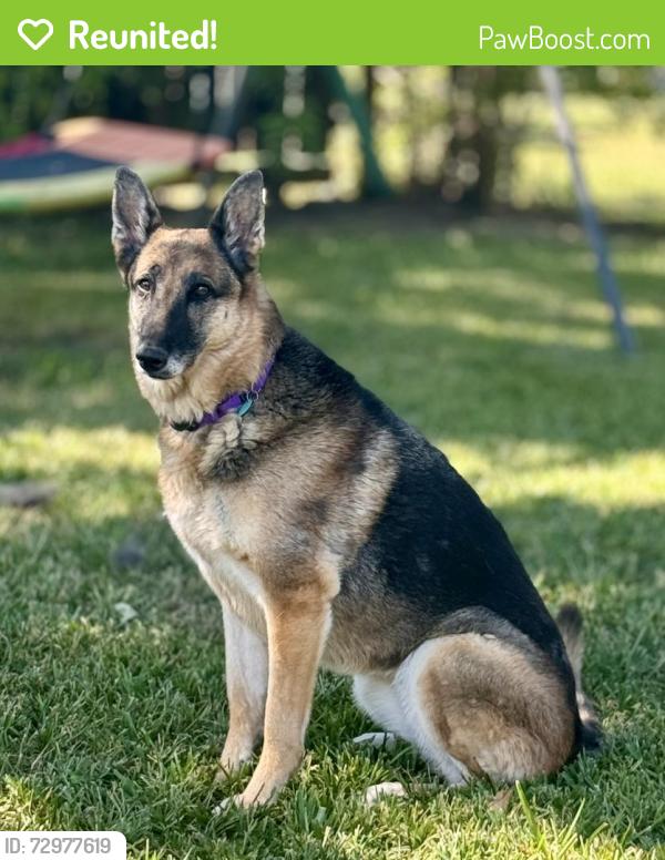Reunited Female Dog last seen Ermel Elementary School, Houston, TX 77040