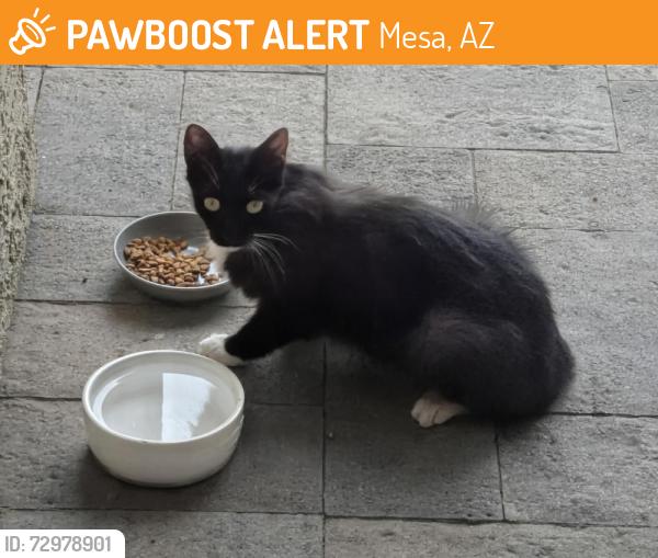 Found/Stray Unknown Cat last seen Grandview ests, Mesa, AZ 85207
