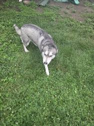 Reunited Unknown Dog last seen Tarimoro grocery store, Calumet City, IL 60409