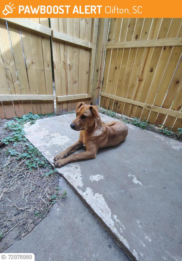 Found/Stray Female Dog last seen Church by the river , Clifton, SC 29324