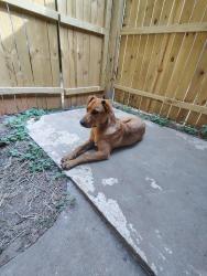 Found/Stray Female Dog last seen Church by the river , Clifton, SC 29324