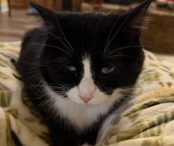 Lost Male Cat last seen Davidson , Dalton, GA 30720