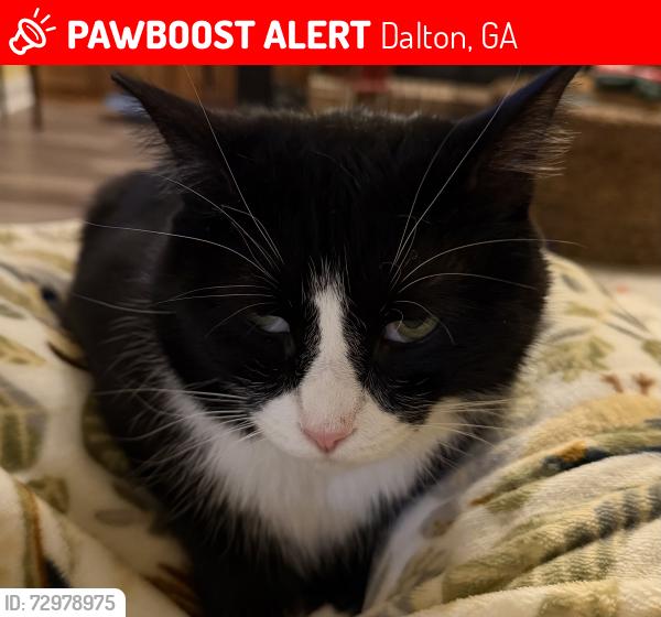 Lost Male Cat last seen Davidson , Dalton, GA 30720
