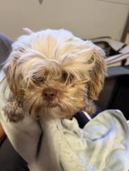 Reunited Male Dog last seen Skillman Lane, Petaluma, CA 94952