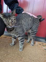 Reunited Unknown Cat last seen NW 67th St & 24th St NW, Seattle, WA 98117