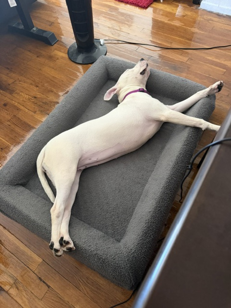 Shelter Stray Female Dog last seen Near E 152nd Street, BRONX, NY, 10455, 326 E 110th St, New York, NY 10029, USA