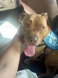 Shelter Stray Female Dog last seen Near Bryant Avenue, BRONX, NY, 10458, New York, NY 10029