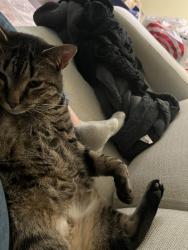 Lost Male Cat last seen Near bldg at Natchez Trace in dunwoody lakes, Sandy Springs, GA 30350
