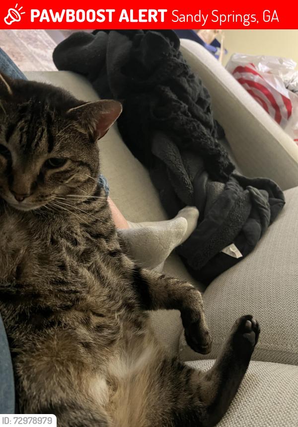 Lost Male Cat last seen Near bldg at Natchez Trace in dunwoody lakes, Sandy Springs, GA 30350