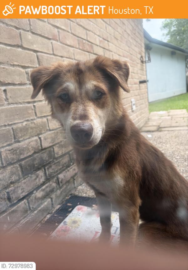 Found/Stray Male Dog last seen Victory High School, Houston, TX 77088