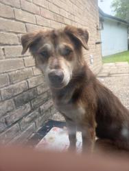 Found/Stray Male Dog last seen Victory High School, Houston, TX 77088