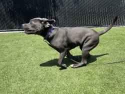 Shelter Stray Female Dog last seen Near Fanita Parkway, Santee, CA, 92071, El Cajon, CA 92020