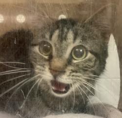 Shelter Stray Female Cat last seen Page Road, GARNER, NC, 27529, Raleigh, NC 27610