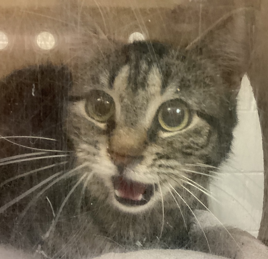 Shelter Stray Female Cat last seen Page Road, GARNER, NC, 27529, Raleigh, NC 27610