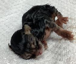 Shelter Stray Unknown Cat last seen Page Road, GARNER, NC, 27529, Raleigh, NC 27610