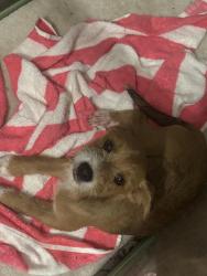 Found/Stray Female Dog last seen Gibson Rd, Waxahachie, TX 75165
