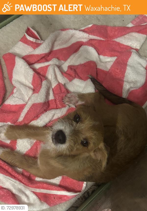Found/Stray Female Dog last seen Gibson Rd, Waxahachie, TX 75165