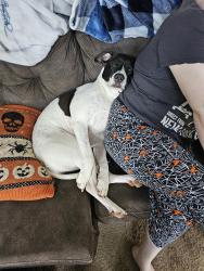 Lost Female Dog last seen Hwy 81, Covington, GA 30016