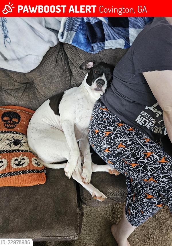 Lost Female Dog last seen Hwy 81, Covington, GA 30016