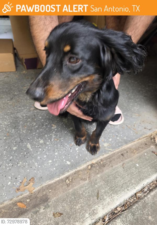 Found/Stray Male Dog last seen Bunyan and Quarles , San Antonio, TX 78247