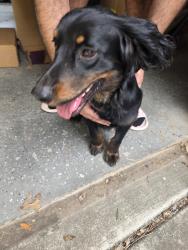 Found/Stray Male Dog last seen Bunyan and Quarles , San Antonio, TX 78247