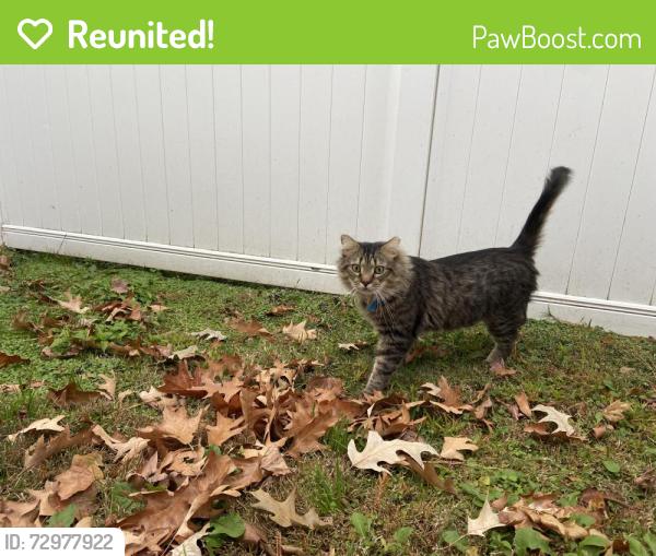 Reunited Male Cat last seen Delaware ave, cypress ave , Virginia Beach, VA 23451
