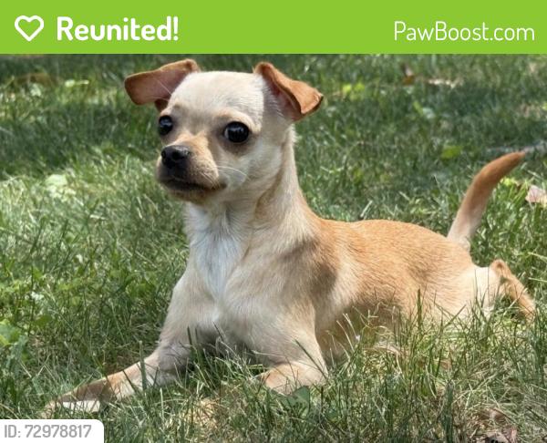 Reunited Female Dog last seen at the corner of Powder Mills, Beltsville, MD 20705