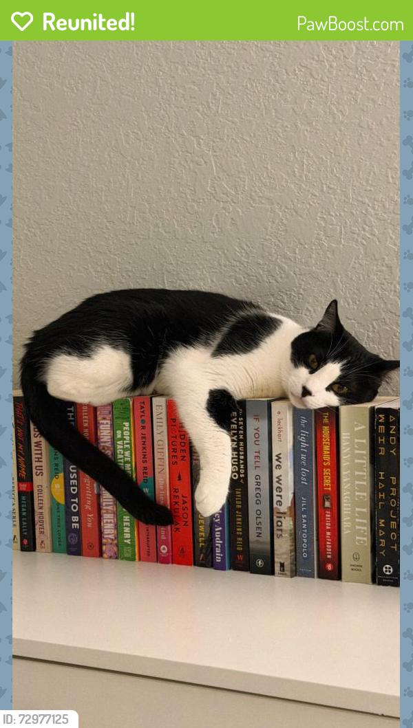 Reunited Male Cat last seen Madison Ave and Delaware, San Diego, CA 92116