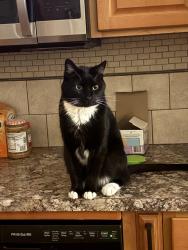 Reunited Male Cat last seen Jackson Avenue, Lackawanna , Lackawanna, NY 14218