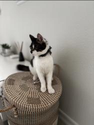Reunited Male Cat last seen On the street of Estrella de Mar, Carlsbad, CA 92009