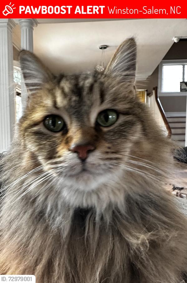 Lost Female Cat last seen West End Winston Salem, Winston-Salem, NC 27101