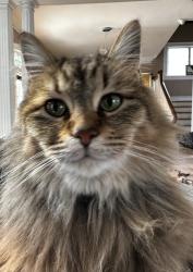 Lost Female Cat last seen West End Winston Salem, Winston-Salem, NC 27101