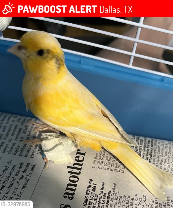 Lost Male Bird last seen Turtle creek/cedar springs , Dallas, TX 75219