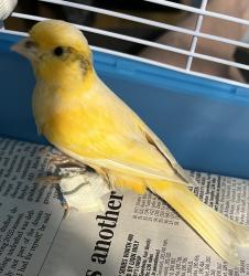 Lost Male Bird last seen Turtle creek/cedar springs , Dallas, TX 75219