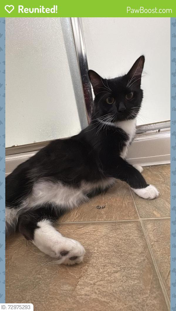 Reunited Female Cat last seen Avana Belmar apmts, Lakewood, CO 80226