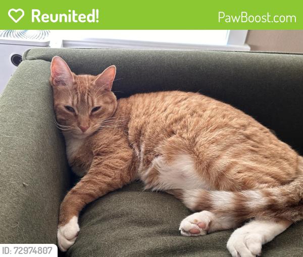 Reunited Male Cat last seen Lone Pine Rd, Medford, OR 97504