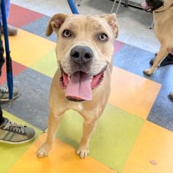 Shelter Stray Female Dog last seen , Philadelphia, PA 19140