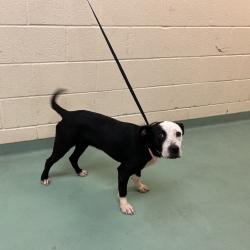 Shelter Stray Female Dog last seen , 2350 Appling City Cove, Memphis, TN 38133, USA