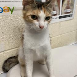 Shelter Stray Female Cat last seen , Memphis, TN 38133