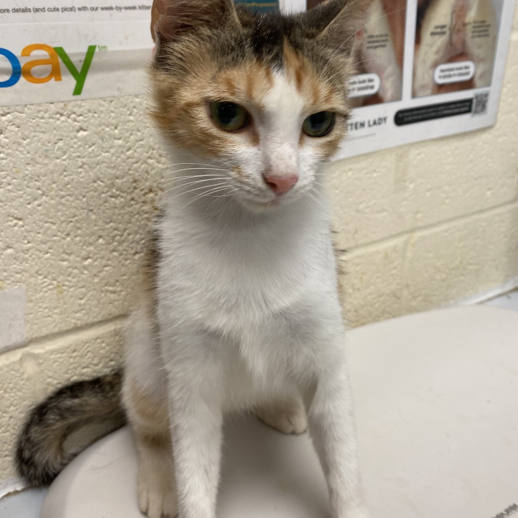 Shelter Stray Female Cat last seen , Memphis, TN 38133
