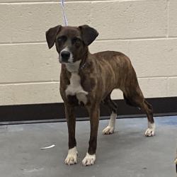 Shelter Stray Female Dog last seen , 2350 Appling City Cove, Memphis, TN 38133, USA