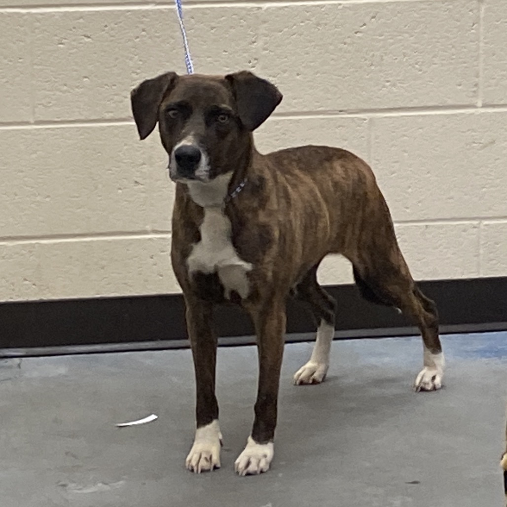 Shelter Stray Female Dog last seen , 2350 Appling City Cove, Memphis, TN 38133, USA