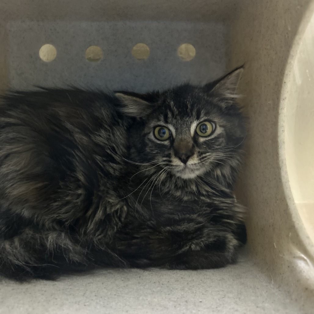 Shelter Stray Female Cat last seen , Cheyenne, WY 82007