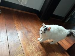 Reunited Female Cat last seen Johnson st, Dayton, OH 45410