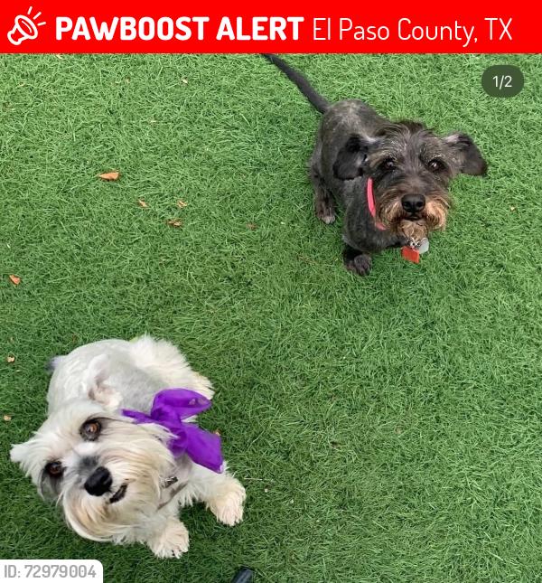 Lost Male Dog last seen Horizon Eastlake, El Paso County, TX 79928