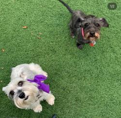 Lost Male Dog last seen Horizon Eastlake, El Paso County, TX 79928