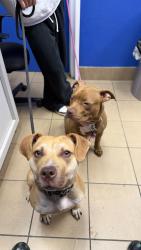 Lost Female Dog last seen April Ave, Stumpy Lake area, Virginia Beach, VA 23464