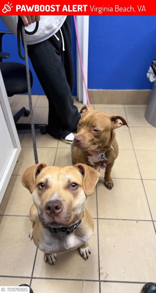 Lost Female Dog last seen April Ave, Stumpy Lake area, Virginia Beach, VA 23464