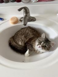 Lost Female Cat last seen Ez pawn, Valley Mills, TX 76689